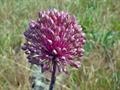 broadleaf wild leek ، سیر فیلی